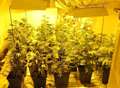 Total 45 cannabis plants seized in raid