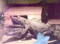 Crocodiles found running loose in living room