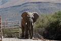 Kent charity saves elephant 'marked for death'