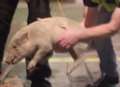 Video: Prankster attempts to deliver pig to PM