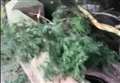 Police probe tree rampage