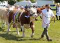 County Show moo-ves for festive market