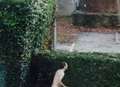 Shocked student snaps naked man in garden