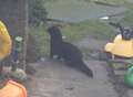 Mystery solved as strange black creature is spotted again