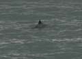 Group of dolphins spotted off Kent coast