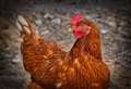 Fresh avian flu warning for bird keepers 