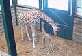 Park welcomes new arrival