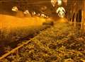 Drugs factory with over £1m of cannabis destroyed