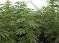 Major cannabis haul after police raids