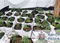 Bailiff foils cannabis factory grower