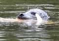 Seal spotted by river 'could be sunbathing'