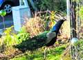 Mystery of peacock in garden