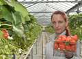 Kent produces UK's first strawberrries of the year