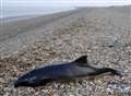 Carcass found on beach...but it's not Dave the dolphin