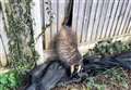 Badger rescued after getting bum stuck in fence