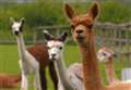 Alpacas become the stars of the show