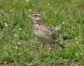 Rare crested lark spotted