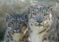 Snow leopards find their feet in new home
