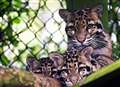 Clouded leopard cubs are crowd-puller