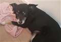 'Dumped' dog found riddled with tumours dies