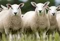 Two arrested after sheep ‘blown up with firework’