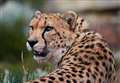 Cheetahs born in Kent now roaming free in wild