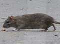 Horror as plague of rats infests school footpath