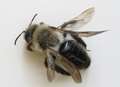 Can you bee-lieve it? Rare bee 'comes back from dead'