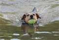 Top tips to make your dog love the water