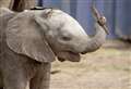 Baby elephant born at wild animal park