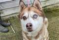 Husky still in pound after 50 days could be put down