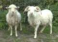 Tiny sheep 'bleets' world record