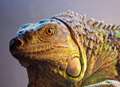 Mum launches appeal to find missing iguana 