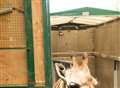 Giraffes take the long view of park's breeding programme
