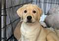 Heartbreak as Lab pup dies from rare illness