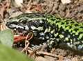 From wallabies to wall lizards, meet Kent's foreign invaders