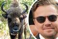 DiCaprio hails Kent bison project as animals make 'remarkable impact'