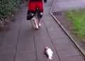 Video: Mystery solved as man takes fish for walk