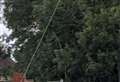 Telecoms worker injured by falling tree