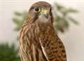 Search is still on for lost kestrel owner