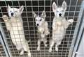 Husky pups left in roadside crate in own filth