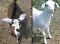 Appeal after two baby goats 'kidnapped'