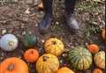Wet weather halts pumpkin picking