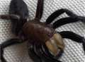 Britain's biggest spider found in Kent
