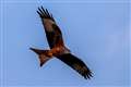 Red kite found in Wales was Britain’s oldest after being ringed 26 years ago