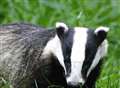 Badgers are most killed animal on town's roads