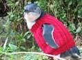Bird lover p-p-p-picks up her knitting needles