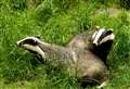'Don't move the badgers!' 