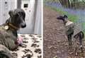 Puppy's 'incredible escape' after being impaled by 2ft branch