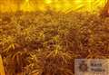 Cannabis factory discovered